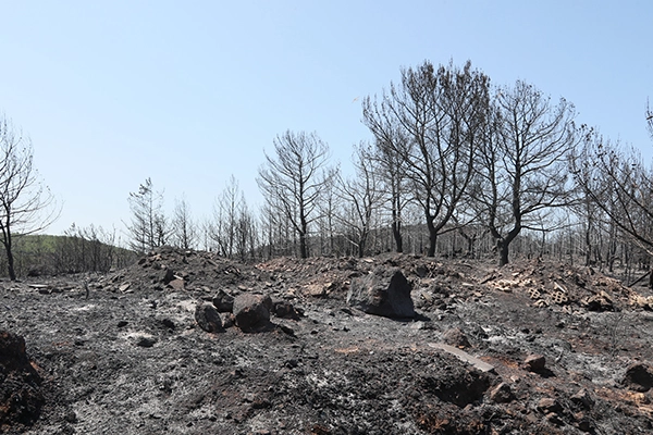 Urla’da ağaçlandırma seferberliği başlıyor