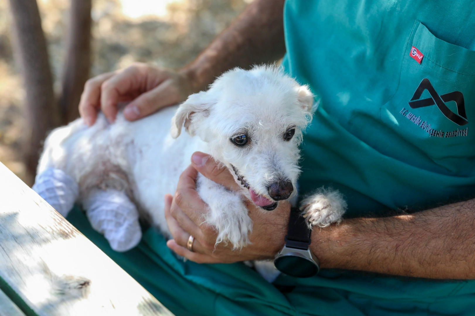 Ayakları kesilen köpek sağlığına kavuştu haberinin görseli