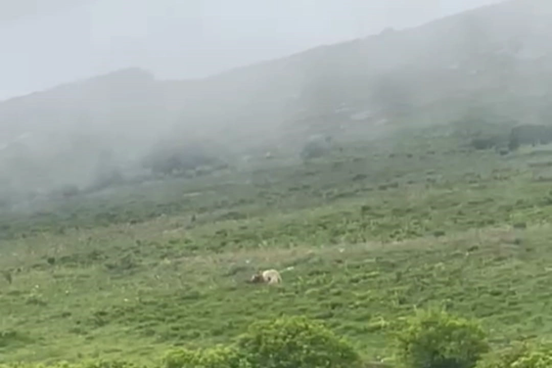 Ardahan’da nadir görüntüler: Beyaz Boz ayı görüntülendi