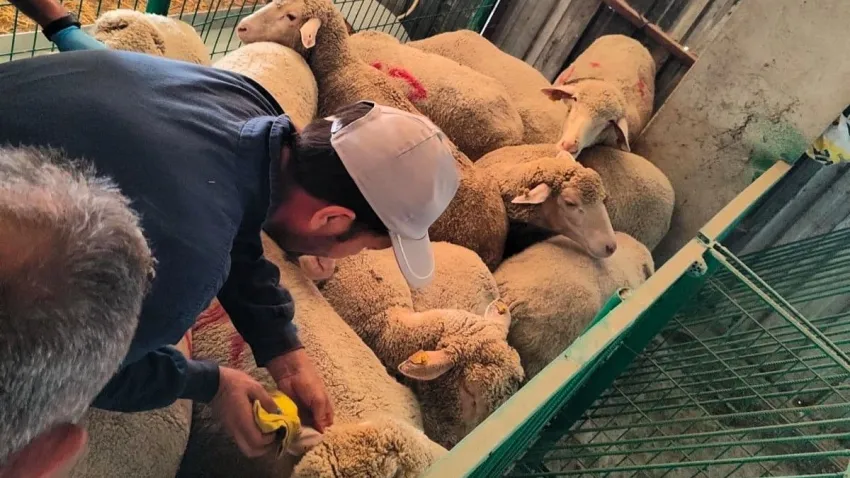 Bu sefer hırsız değil küçükbaş hayvanlar yakalandı haberinin görseli