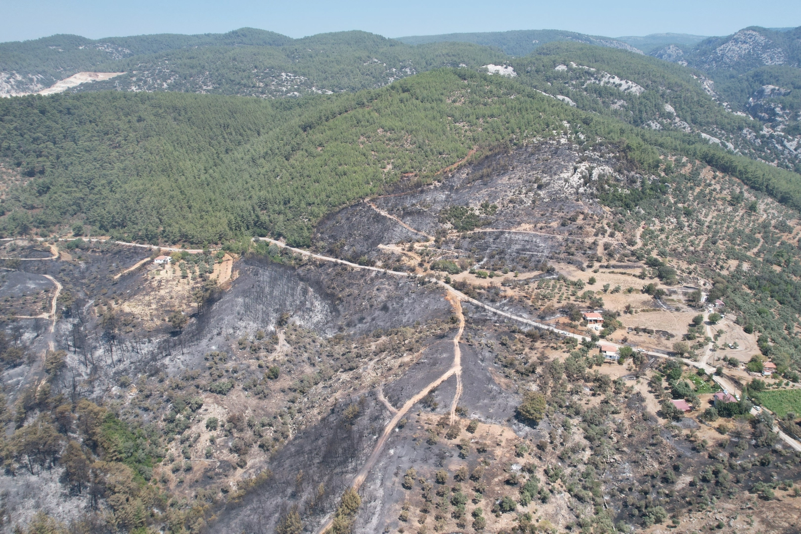 Muğla'daki yangında zeytinlikler kül oldu haberinin görseli