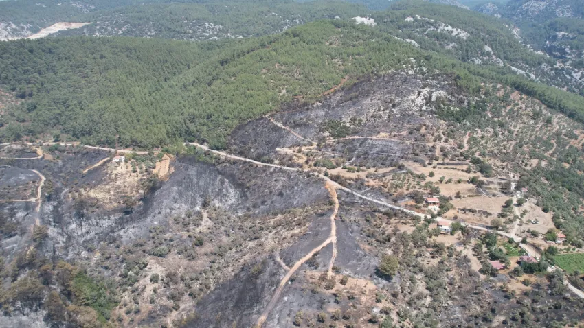 Muğla'daki yangında zeytinlikler kül oldu haberinin görseli
