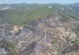 Muğla'daki yangında zeytinlikler kül oldu