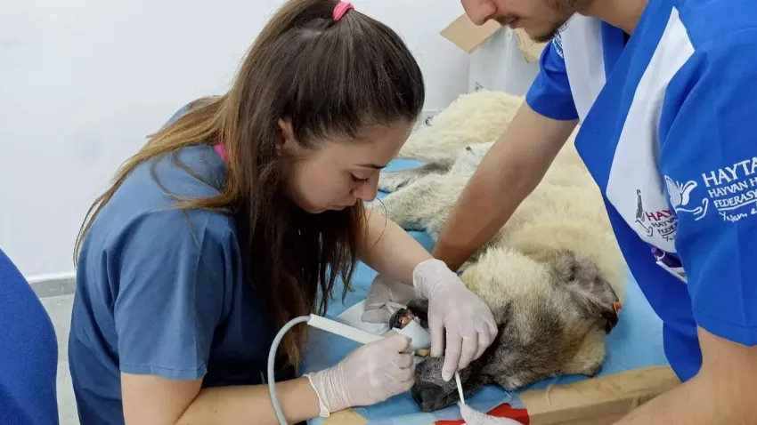 HAYTAP kısırlaştırma talebini yineledi!