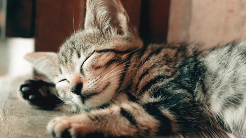 Kediler günü ne zaman 2024? Dünya kediler günü neden kutlanır? haberinin görseli