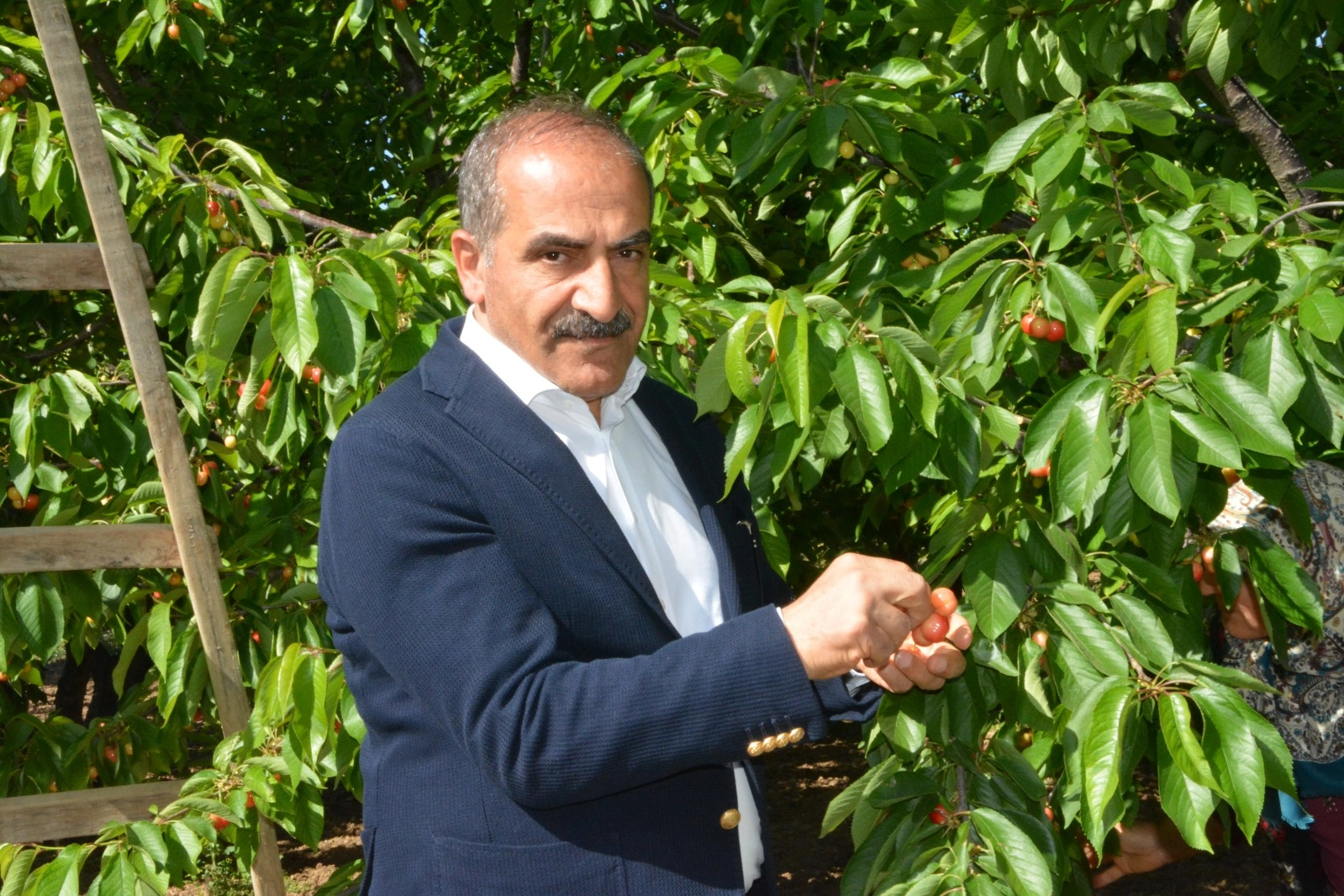 Kiraz ihracatı 209 milyon dolara ulaştı haberinin görseli