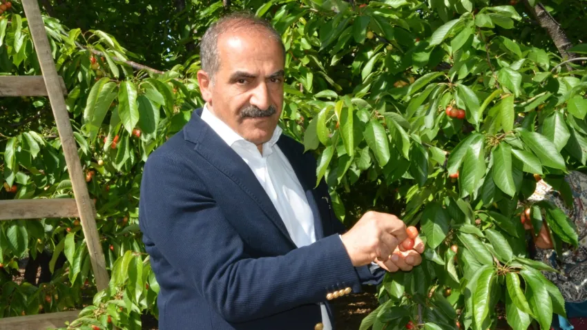 Kiraz ihracatı 209 milyon dolara ulaştı