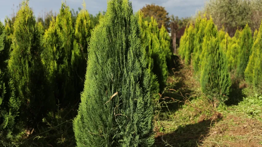 Orman Müdürlüğü ağaç satacak