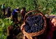 Urla’da Geleneksel Bağ Bozumu Şenlikleri başlıyor