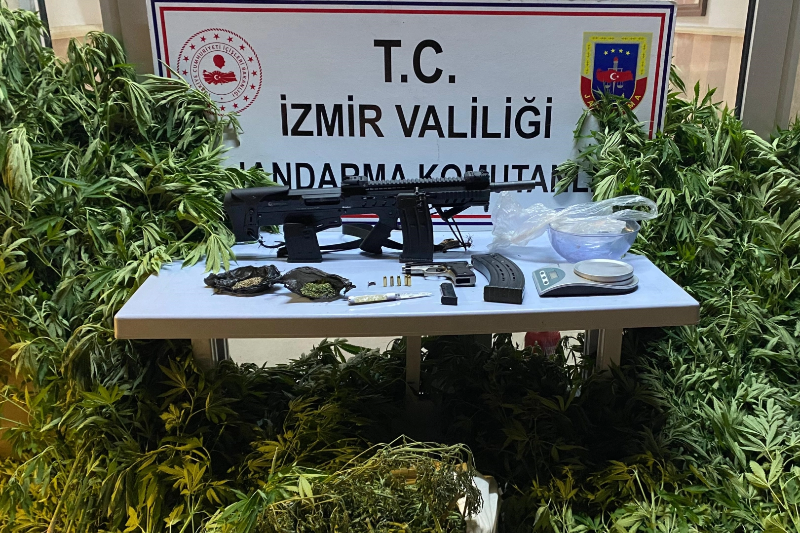 Zeytinlik alanını uyuşturucu tarlasına çeviren zanlı yakalandı