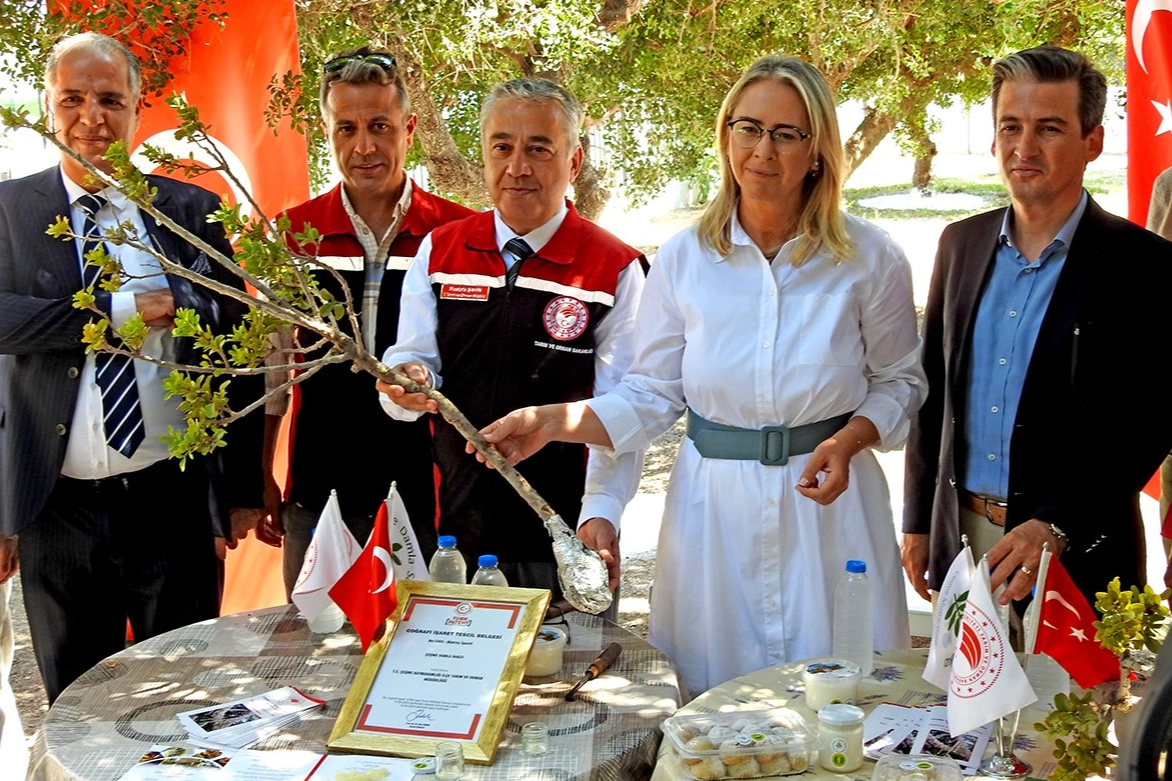 Çeşme'deki sakız ağaçlarında hasat hazırlıkları devam ediyor