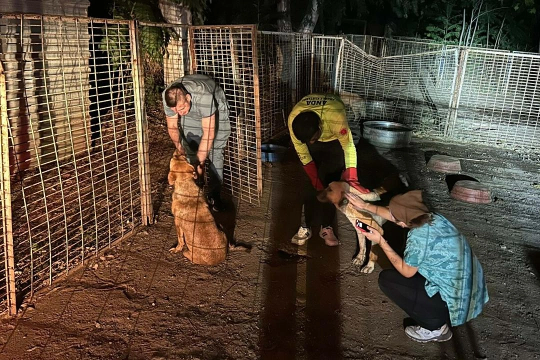 Yangından etkilenen hayvanlara İzmir'deki veterinerlerden ücretsiz tedavi yardımı haberinin görseli