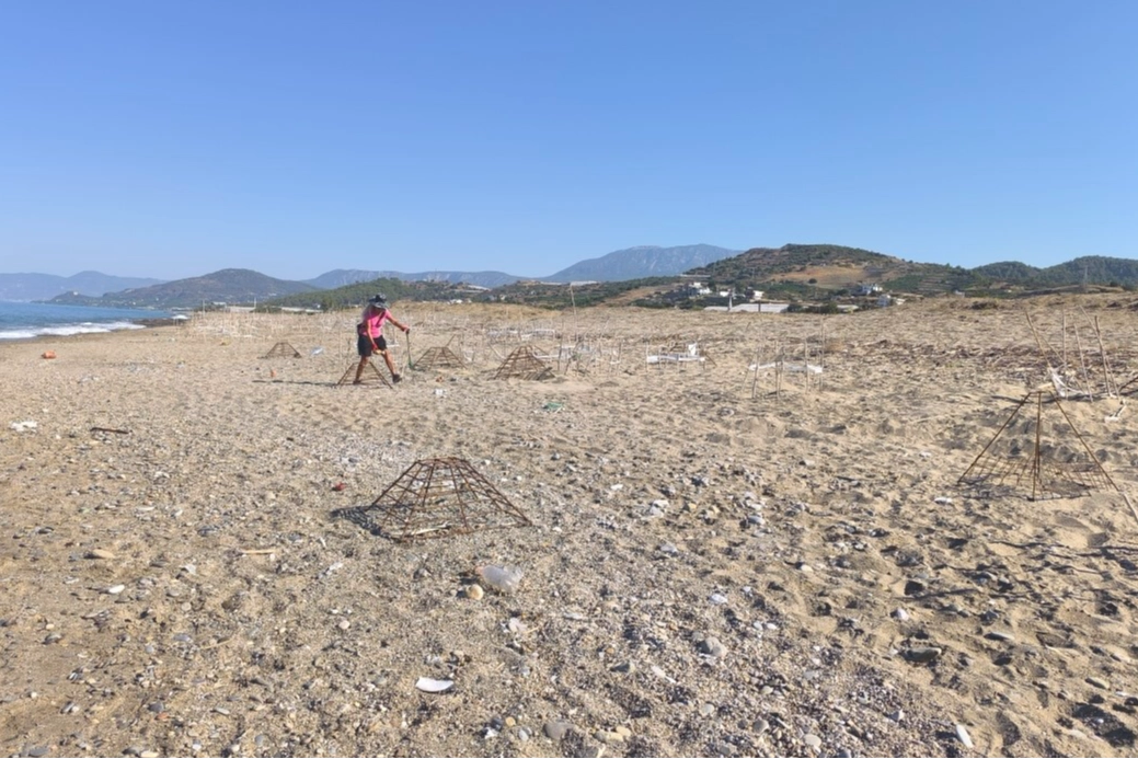 Caretta yavruları denize ulaşmaya çalışırken plastik bardakların içinde telef oluyor