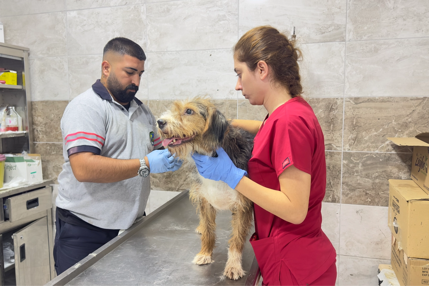 Menemen Belediyesi'nden şefkat eli: Yangından kurtarılan köpekler bakım merkezinde tedavi edildi