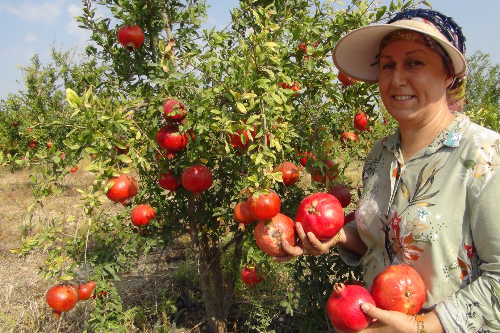 Mersin'de yılın ilk erkenci nar hasadı