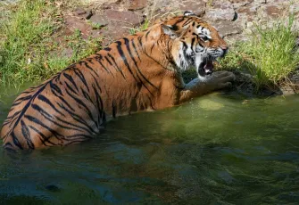 İzmir Doğal Yaşam Parkındaki Bengal Kaplanları asaletiyle büyülüyor galerisinin önkapak görseli
