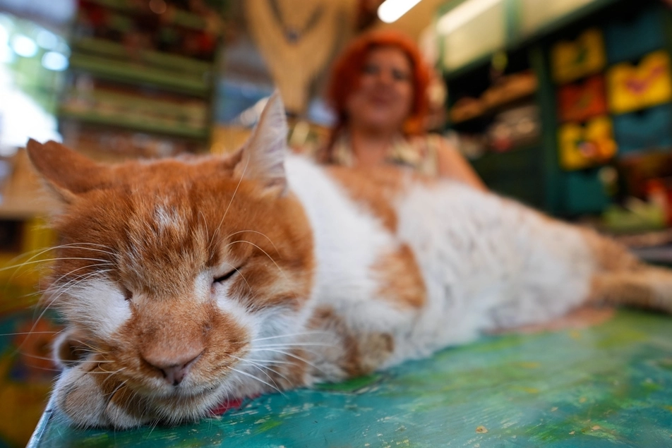 İzmir’in Garfield’ı İzmir’in merkezinde yaşıyor