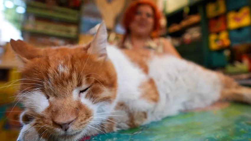 İzmir’in Garfield’ı İzmir’in merkezinde yaşıyor