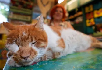 İzmir’in Garfield’ı İzmir’in merkezinde yaşıyor galerisinin önkapak görseli