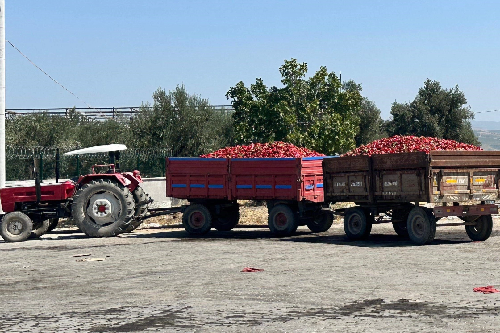 İzmir'de tonlarca biber üreticinin elinde kaldı