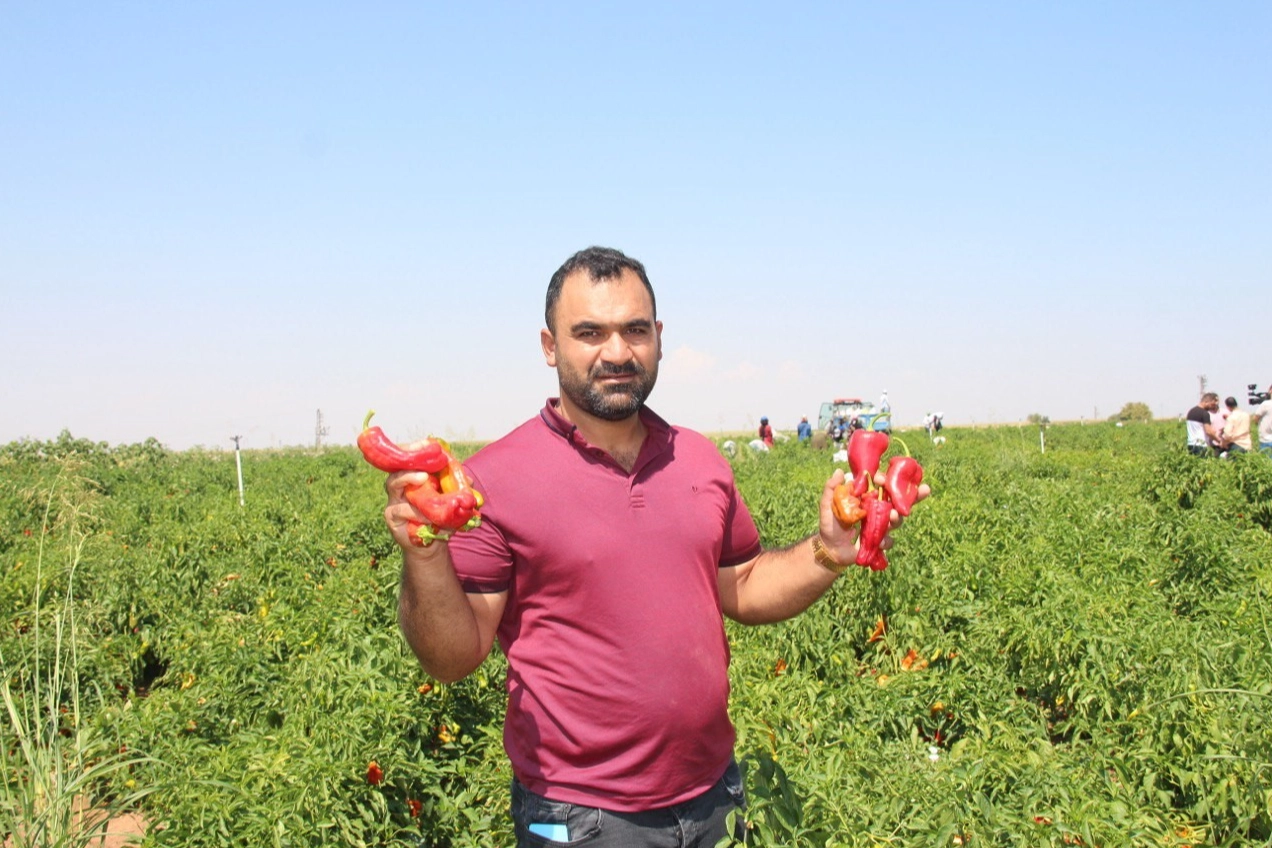 Tarladaki acı biberin hasadı devam ediyor