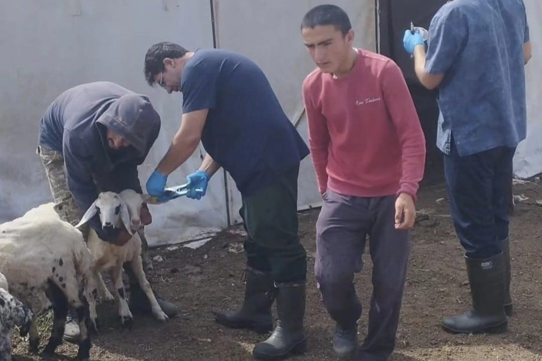 Küçükbaş hayvanlar salgın hastalıklara karşı aşılanıyor