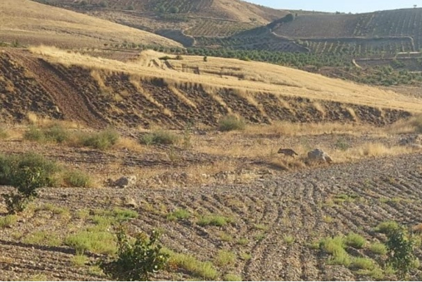 Adıyaman'da çizgili sırtlan