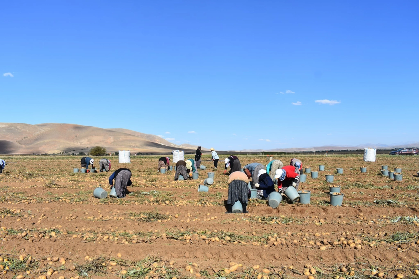 Bayburt'ta patates hasadı