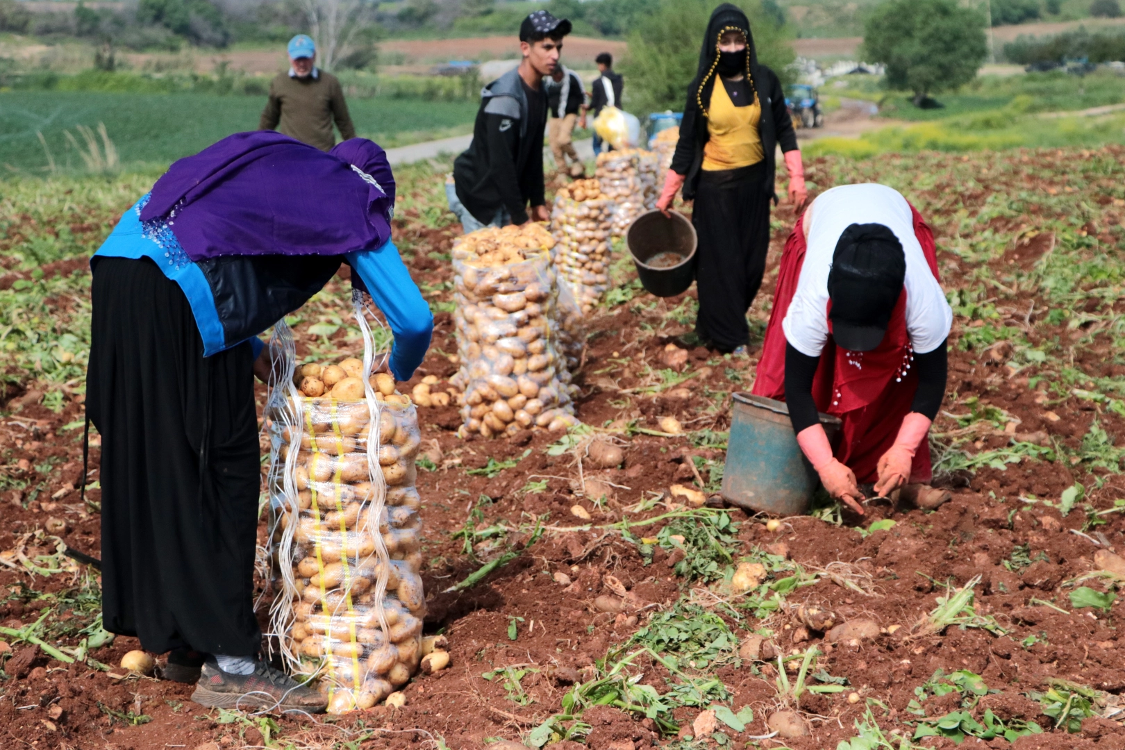 Erzincan'da patates hasadı haberinin görseli