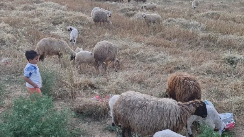 mavi dil hastalığı