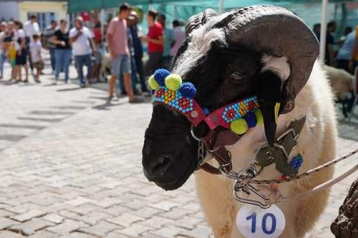 Çeşme’de 9’uncu Ovacık Tarım ve Sakız Koyunu Festivali başlıyor