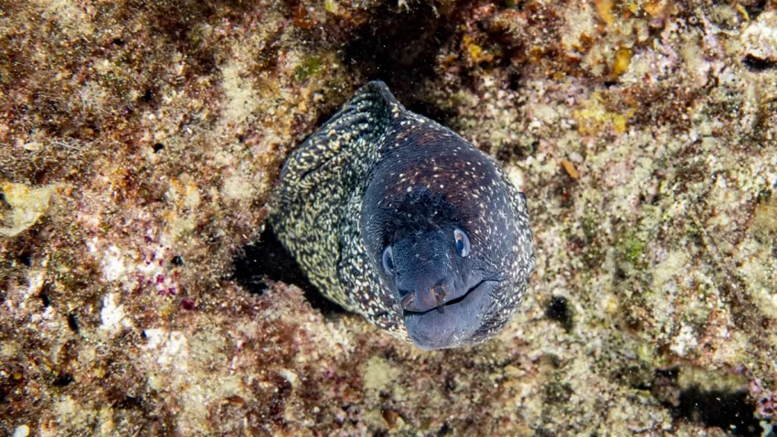 Karaburun'un deniz altı zenginliği! Daha önce hiç görmediniz
