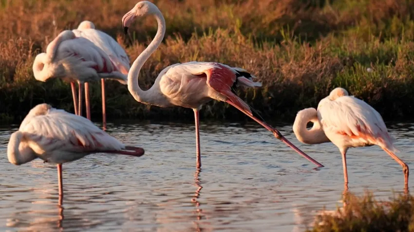 Flamingolar Çakalburnu Lagünü’nde dinleniyor