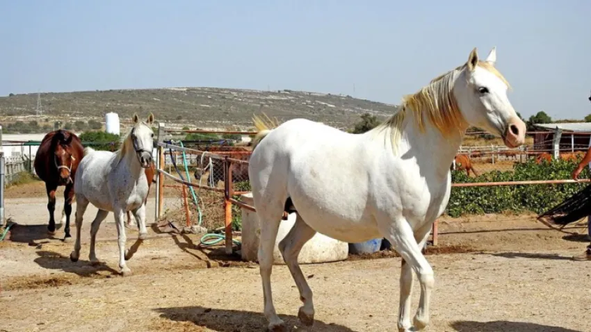 Şampiyon atlar Alaçatı’da yetişiyor