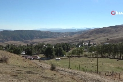 110 bin Ahlat ağacından geleneksel armut hasadı yapıldı