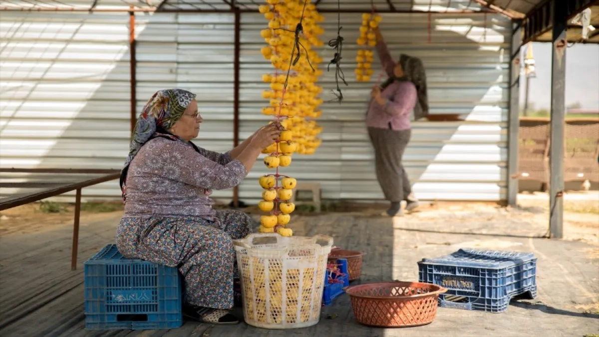 İzmir'den dünyaya cennet hurması - 575995