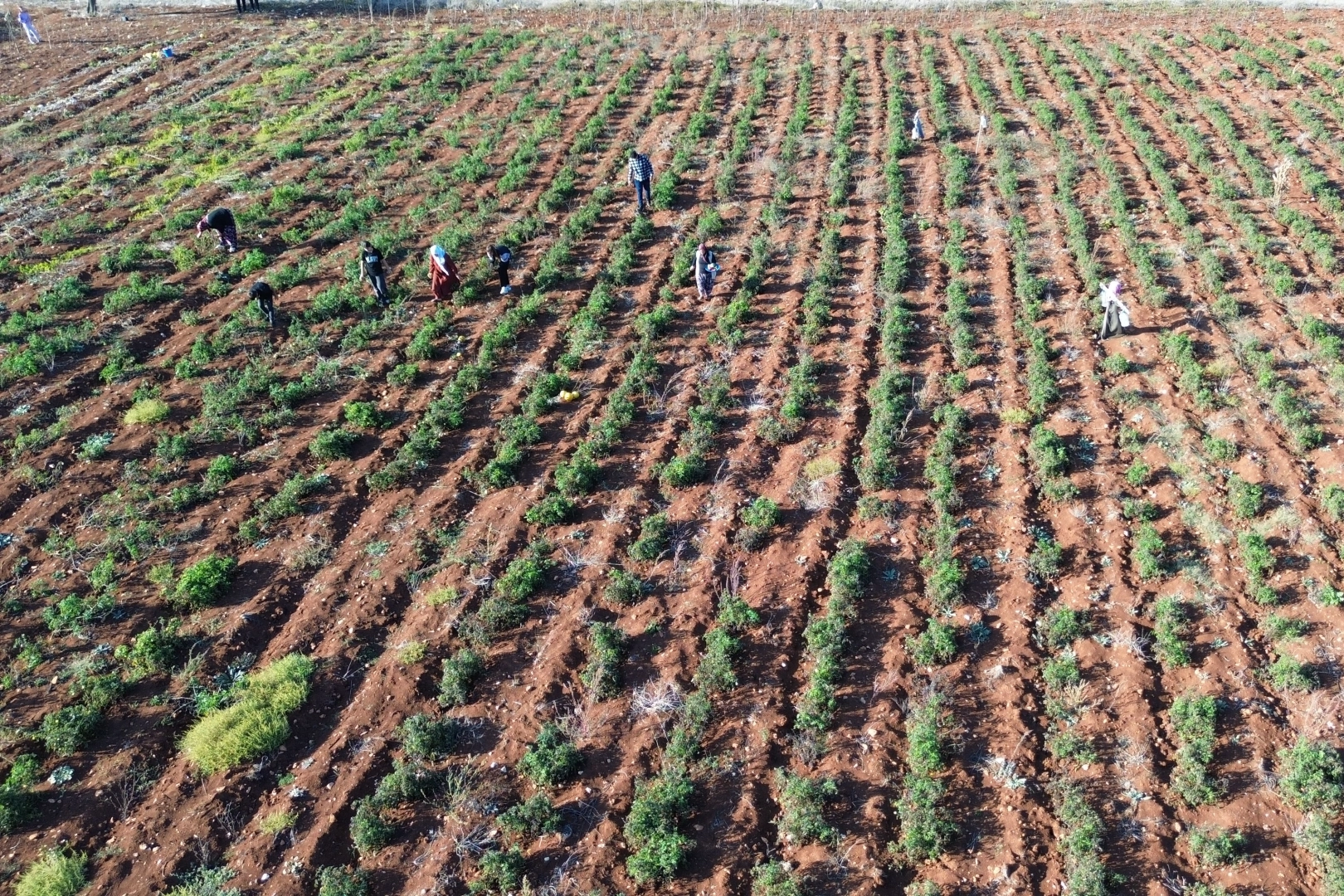 Hatay'da domateste hasat sürüyor