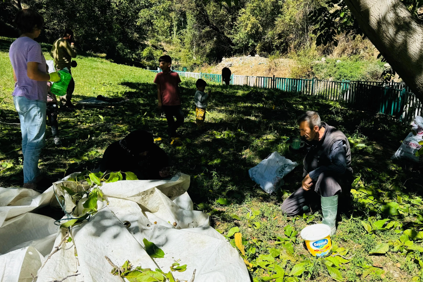 Şırnak'ta ceviz hasadı