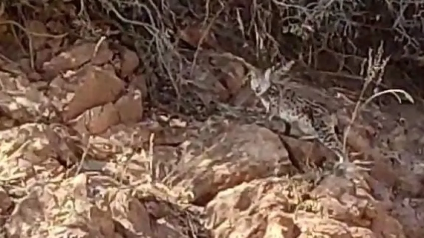 Tunceli’de vaşak görüntülendi haberinin görseli