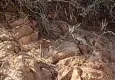 Tunceli’de vaşak görüntülendi