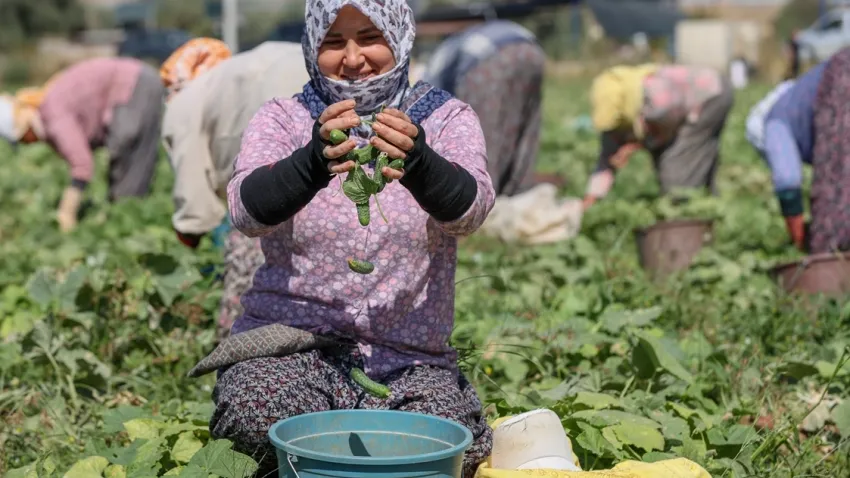 Ege’de kornişon turşusu ihracatı