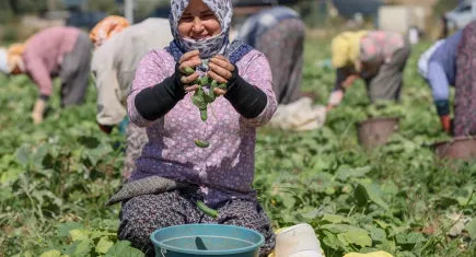 Ege’de kornişon turşusu ihracatı