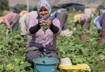 Ege’de kornişon turşusu ihracatı galerisinin önkapak görseli