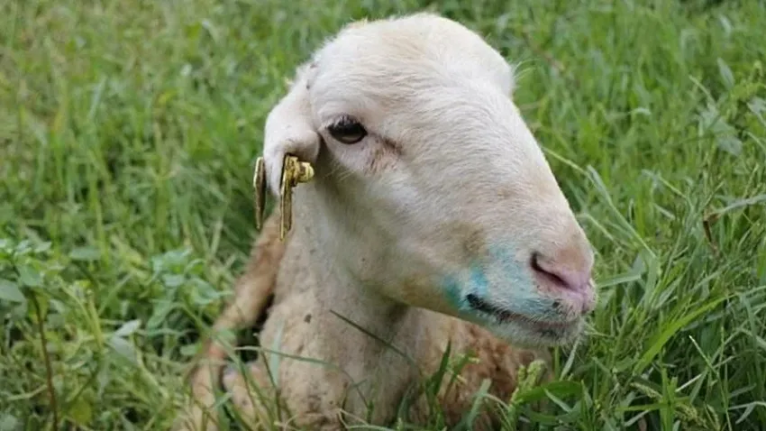 İzmir o ilçede 'mavi dil' karantinası! 27 mahalleye giriş-çıkış yasaklandı