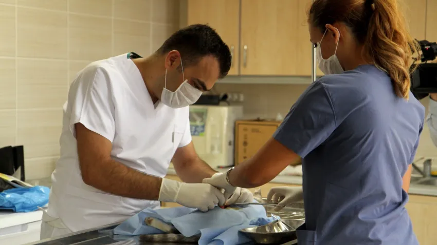 Kısırlaştırmada online randevu dönemi başladı