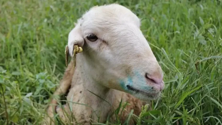 Mavi dil virüsü nedir, belirtileri nelerdir? Mavi dil hastalığı insana bulaşır mı? haberinin görseli