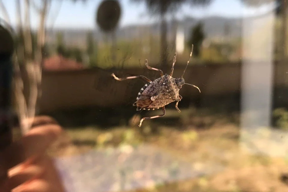 Kahverengi kokarca böceği tehlikeli midir? Kahverengi kokarca böceği zararları haberinin görseli
