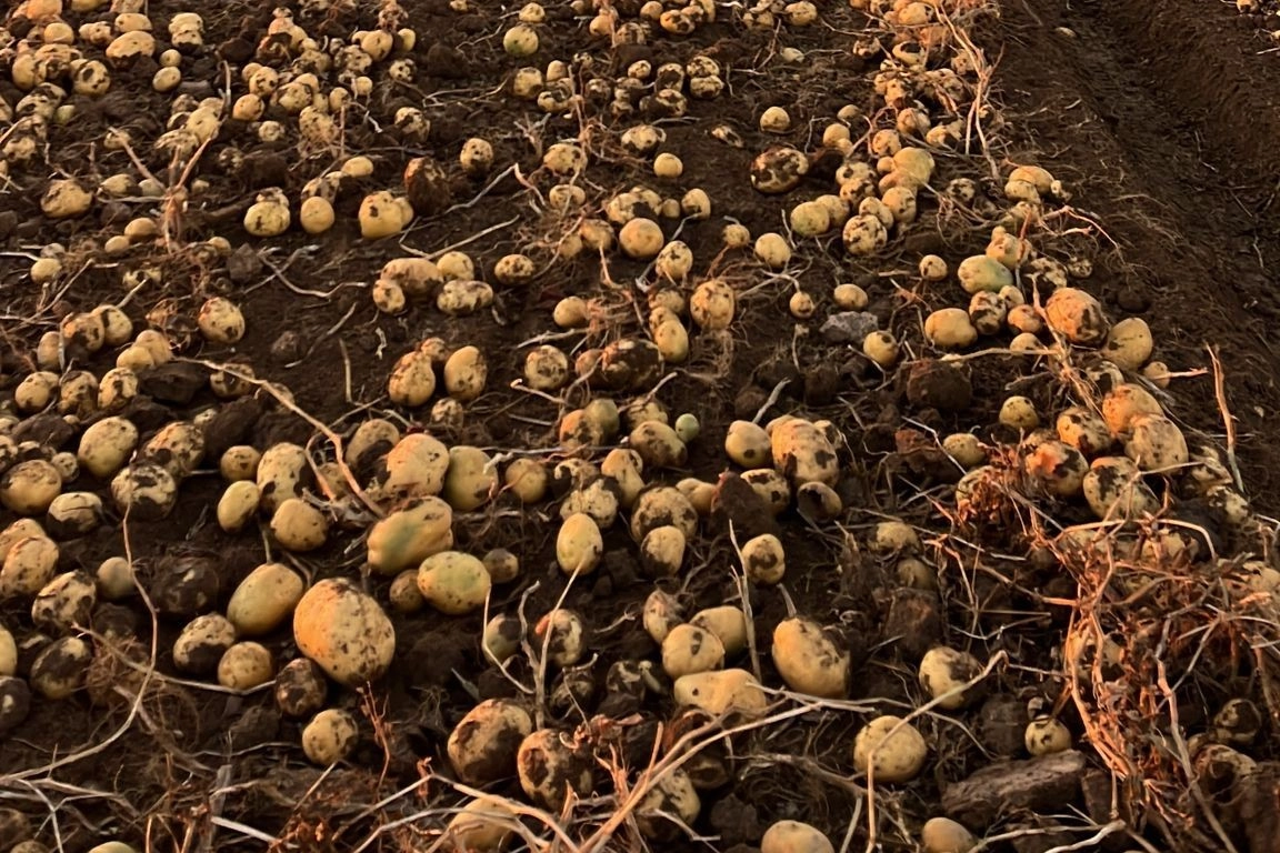 Kayseri’de patates hasadı haberinin görseli