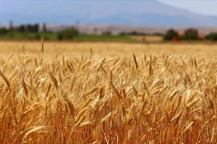 Küresel ısınmanın kurbanı oldu: Artık ekimde ekilmeyecek!