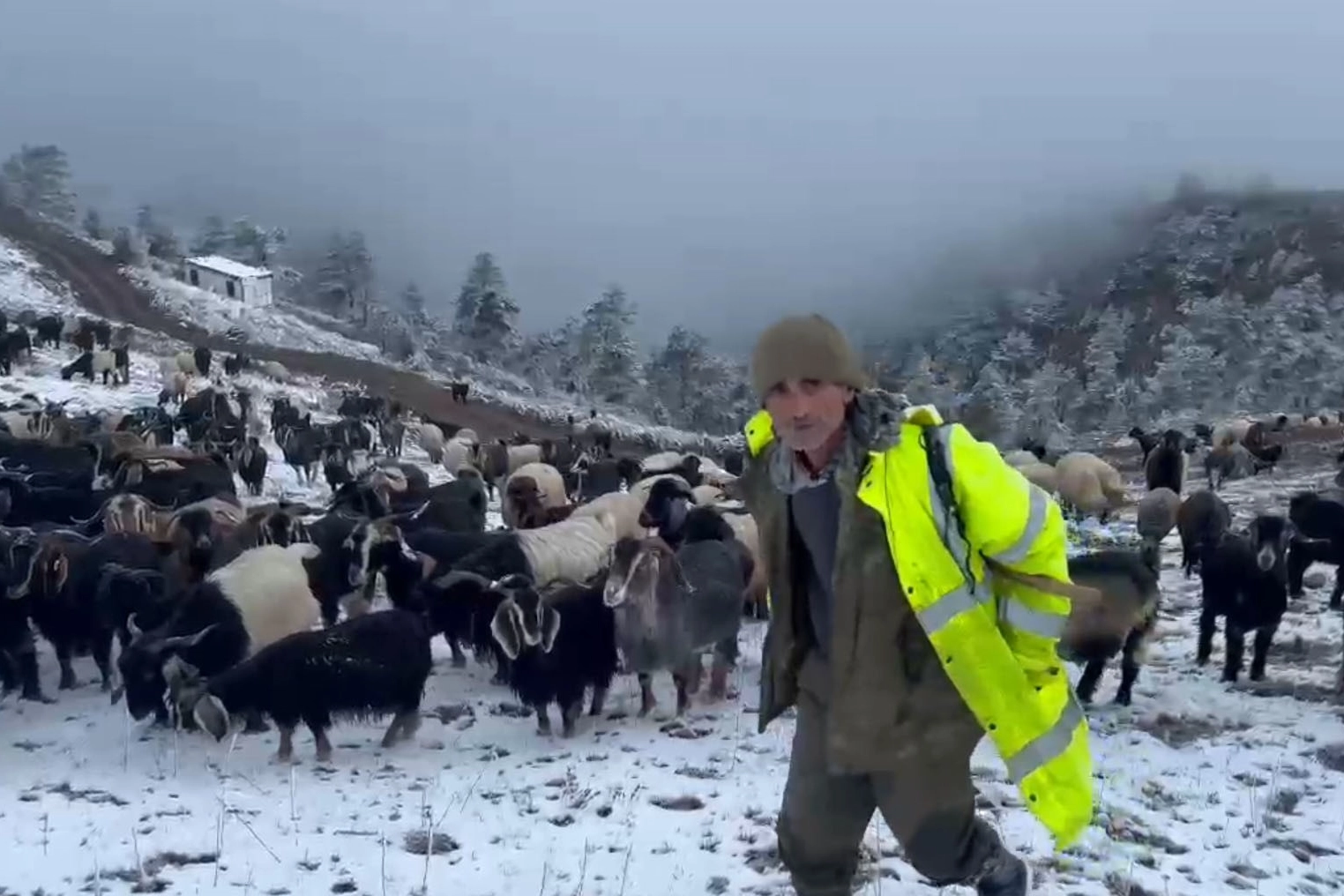 Giresun'a mevsimin ilk karı yağdı... Çobanlar dönüş yolculuğunda